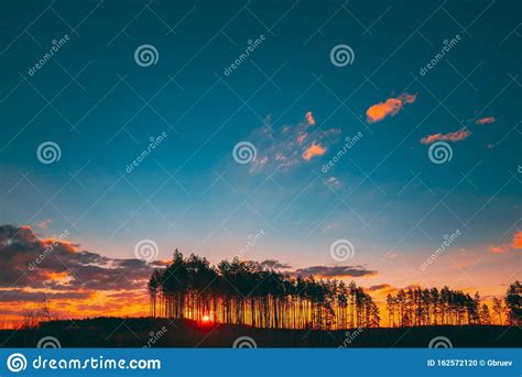 Sunset Sunrise In Pine Forest Sun Sunshine In Sunny Coniferous Forest