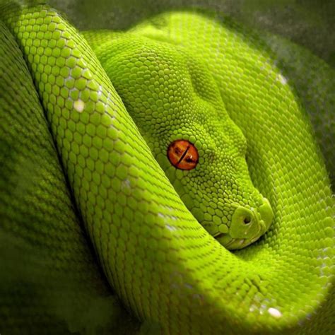 Secure The Snake Cold Snakes Feed Snakes On Trees Slime 10 Truly