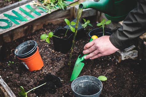 Tips For Watering Your Veggie Garden Effectively