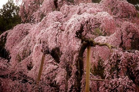 9 Best Images About Flowering Cherry On Pinterest To Be The