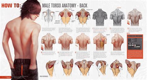 HOW TO Male Torso Anatomy BACK By Tincek Marincek Deviantart Com On