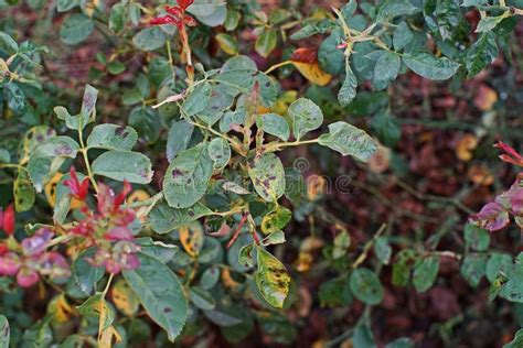 Plant Disease Fungal Leaves Spot Disease On Roses Causes The Damage On Rose Stock Photo Image