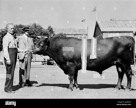 Royal Agricultural Show Cattle Show Competition Two Men Showing