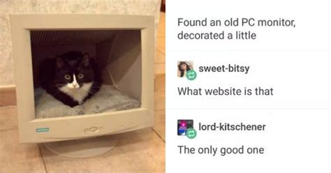 30 Funny Tumblr Posts About Cats That Are So Real For Cat