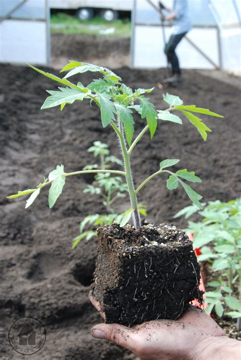 6 Steps To Transplant Tomatoes — Transition Farm