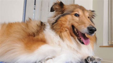 Lassie Makes An Amazing Recovery Mirror Online