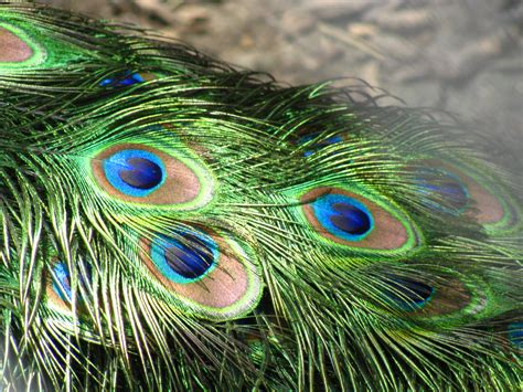 file peacock feathers closeup wikipedia