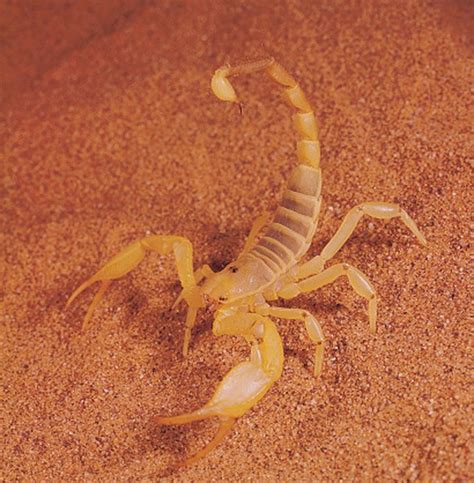 Types Of Scorpions Native To Colorado Sciencing