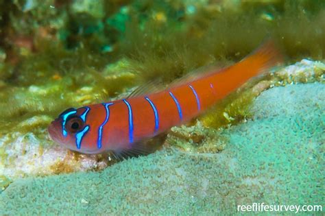 Lythrypnus Dalli Bluebanded Goby