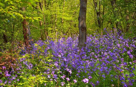 Обои Весна Лес Цветочки Flowers Spring Forest картинки на рабочий