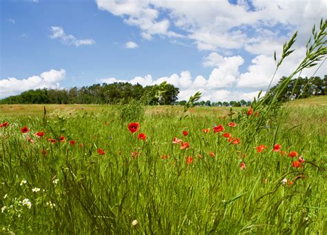 Diese wintersonnenwende ist der astronomische start des winters,. Mittsommer: Ein Ritual für die kürzeste Nacht des Jahres