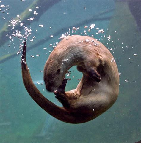 Otter Spins Underwater — The Daily Otter