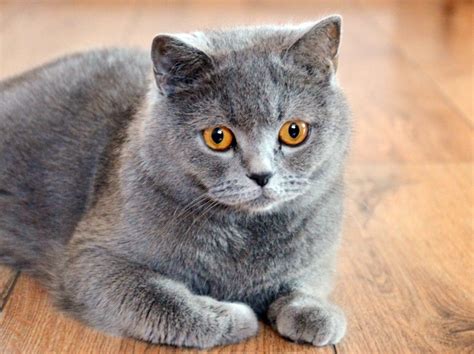 Berapa Harga Kucing British Shorthair Hewan Peliharaan Dictio