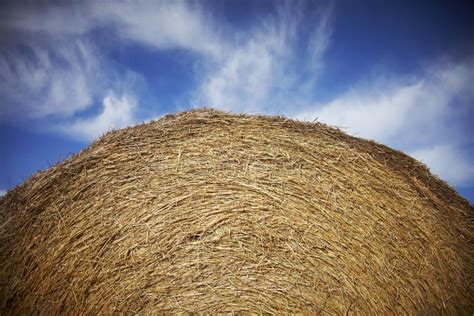 Stack Of Hay Stock Photo Image Of Idea Focus Concept 13200852