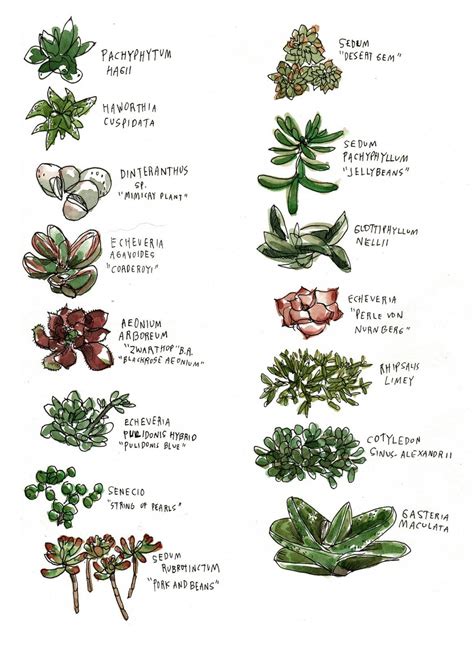 A Succulent Guide Planting Succulents Succulents Succulent Gardening