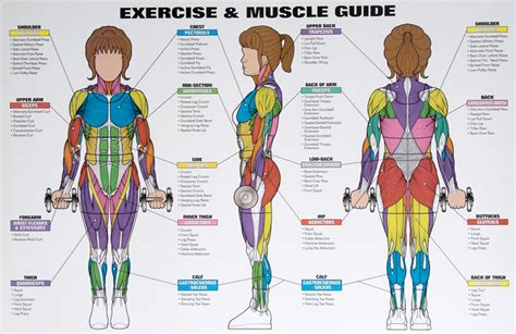 Womens Exercise And Muscle Guide Chart Spri Wc Wmg
