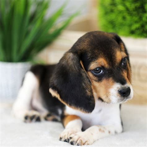 Teddy Beagle Puppy 675351 Puppyspot
