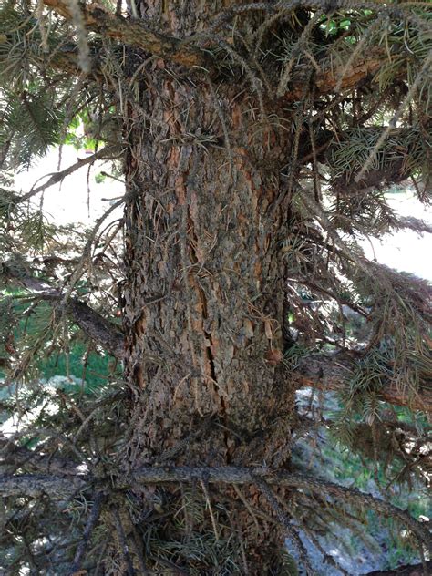 We did not find results for: Blue Spruce is dying - Ask an Expert
