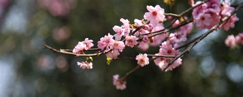 Download Blur Bokeh Cherry Blossom Spring Flowers Pink 2560x1024