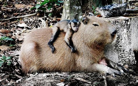 capybara hd wallpaper background image