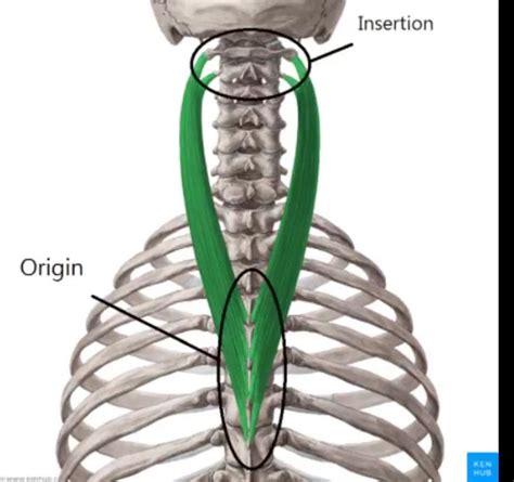 Splenius Cervicis Spinous Process And Supraspinous Ligament Of T3 6