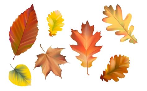 Free Vector Collection Of Autumn Leaves Vector