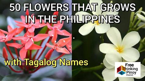 Philippines Flower Names Best Flower Site