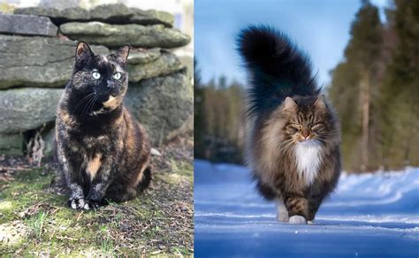 Tortoiseshell Vs Norwegian Forest Cat Breed Comparison