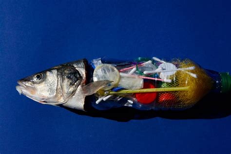 Plastic Pollution Is Filtering Up Into The Fish That We Eat Salon Com