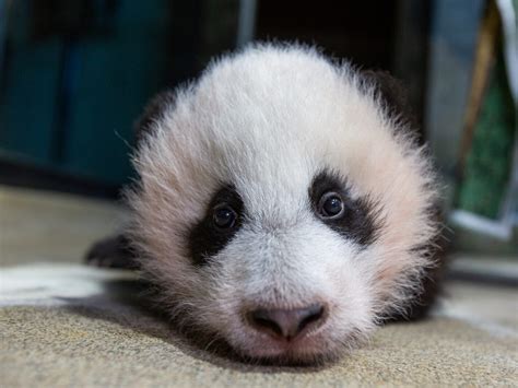 The Best And Cutest Moments From The Giant Panda Cubs First Year At