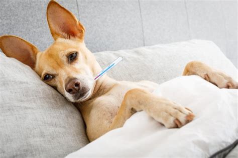 What Is Canine Influenza Dog Flu And Why Are Vaccinations So