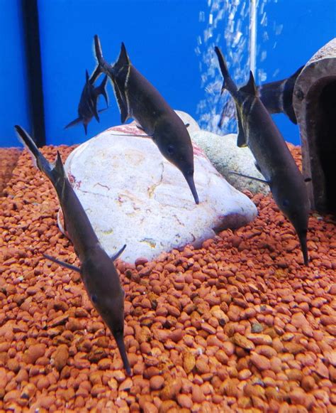 Best 15 Exotic And Cool Freshwater Aquarium Fish