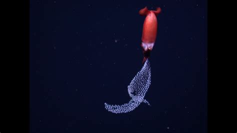Pelagic Parenting A Deep Sea Squid Broods Its Eggs Youtube