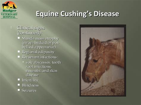 Equine Endocrine Disorders Slides