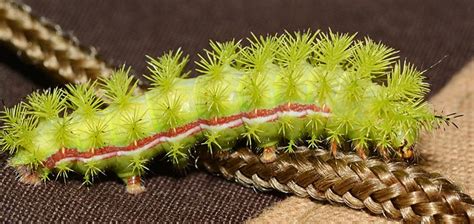 Poisonous Caterpillars In Florida Pictures Галерија слика