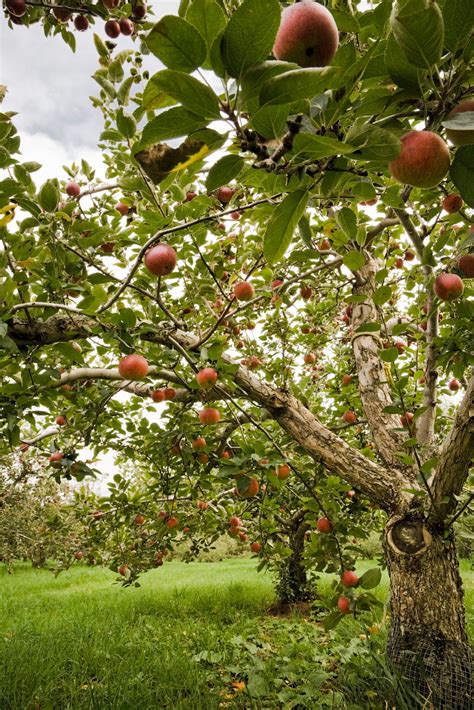 Apple trees for the home garden - The Washington Post
