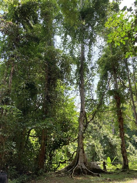 Rainforest Tree Jungle Thailand Stock Photo Image Of Green Tree
