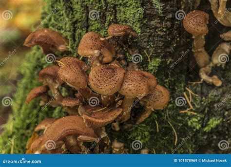 Honey Fungus On Tree In Morning Forest Stock Image Image Of Mellea