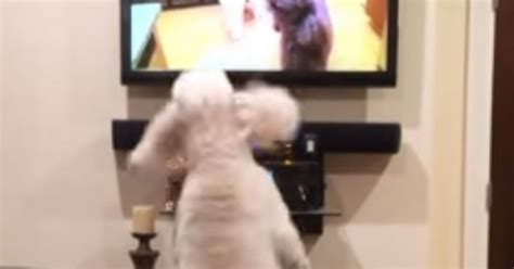 Poodle Goes Crazy Watching Itself On Tv Huffpost Uk