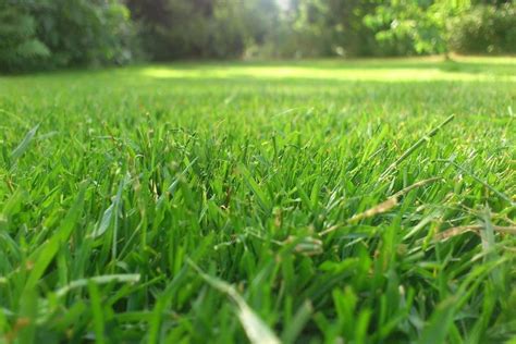 7 Best Ways To Maintain Your Lawn And Garden Every Day Home And Garden