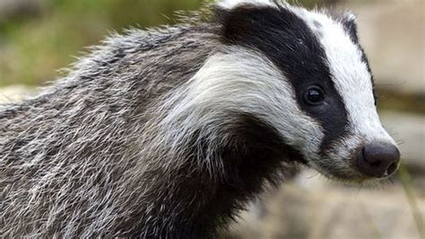 Horror Of Dead Badgers Piled High As Controversial Cull Is Widened