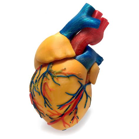 Download Free Stl File 3 Colors Anatomical Heart 3d Printing Model