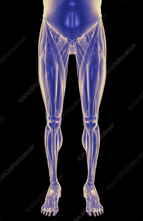 The lower body muscles should be used to generate a good deal of the power; The muscles of the lower body - Stock Image - F001/5756 ...