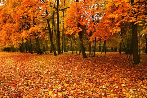 8 Things You Didnt Know About Fall Leaves Ivans Tree Service