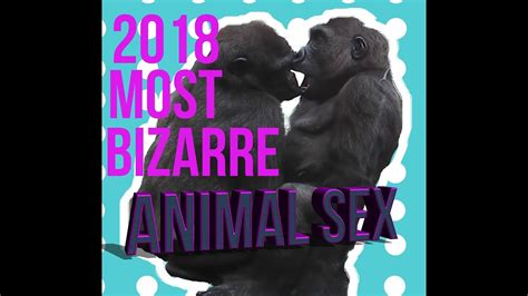 2018 Most Bizarre Animal Sex Youtube