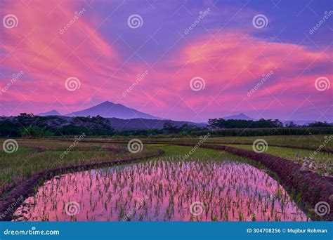 Beautiful Scenery Of Paddy Field Under The Colorful Dramatic Sky During