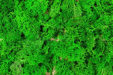 Green Sea Moss Texture Background Close Up Selective Focus Stock Image