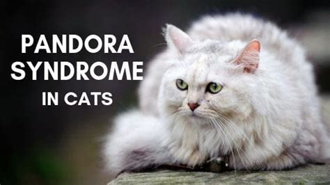 Pandora Syndrome In Cats