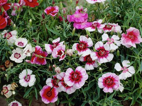 How To Grow And Care For Dianthus World Of Flowering Plants