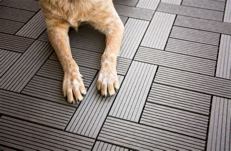 Pet Friendly Flooring Buying Guide The Best Floors For Paws Claws And